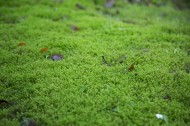 绿色的苔藓图片(8张)