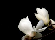 白色玉兰花图片(7张)