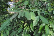 大叶山竹子植物图片(4张)