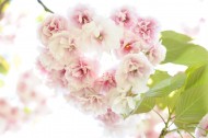 嫩嫩的粉色樱花图片(15张)