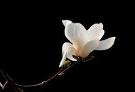 白色玉兰花图片(9张)