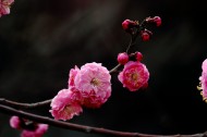 白色和粉色樱花图片(11张)
