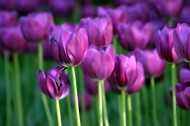 紫色郁金香图片(22张)
