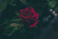 好看的红玫瑰花图片(17张)