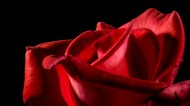盛开的红色玫瑰花图片(23张)