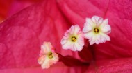 三角梅花的花蕊图片(6张)