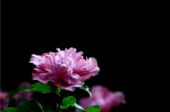 粉色的木槿花卉图片(6张)