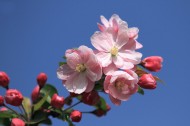 春天的海棠花图片(16张)