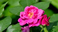 蔷薇花图片(8张)