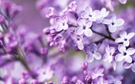 紫色植物图片(20张)