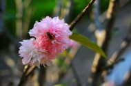 粉色樱花图片(12张)