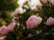 唯美的蔷薇花图片(7张)