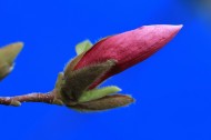 含苞待放的玉兰花图片(6张)