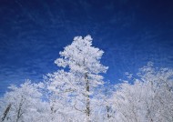 冬季树木图片(26张)