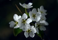 梨花图片(8张)