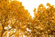 秋天金黄的叶子图片(9张)