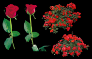 玫瑰透明背景PNG素材图片(10张)