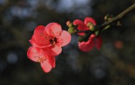 红色海棠花图片(6张)