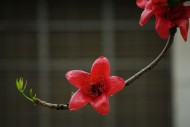 红火木棉花图片(9张)