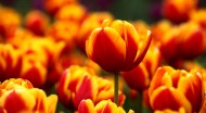 郁金香花卉图片(9张)