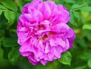 紫色玫瑰花图片(18张)