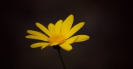 黄色菊花图片(10张)