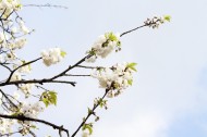 白色樱花图片(6张)