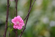 初春桃花图片(13张)