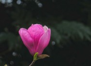 紫玉兰图片(16张)