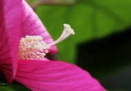芙蓉葵花卉图片(8张)