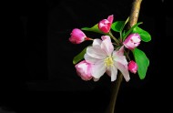 黑色背景下的海棠花图片(7张)