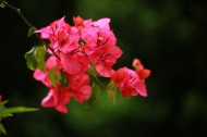 红色三角梅花卉图片(6张)