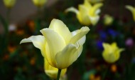 白色和黄色的郁金香图片(7张)