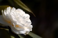 白色山茶花图片(10张)