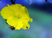 黄色丝瓜花图片(10张)