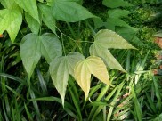 龙须藤-植物图片(5张)