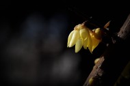 黄色的腊梅花图片(10张)
