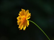 黄色金鸡菊花卉图片(21张)