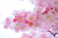 淡雅清新的樱花图片(12张)