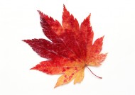 秋季树叶特写图片(47张)