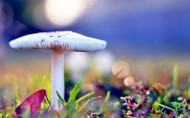 山上野蘑菇图片(8张)