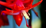 蟹爪莲花卉图片(6张)