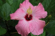 雨后木芙蓉花卉图片(10张)