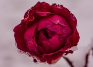 一朵娇艳的红玫瑰图片(13张)