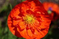 红色罂粟花图片(15张)