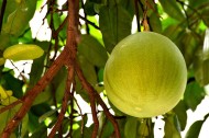 未成熟的柚子图片(6张)
