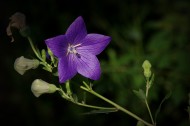 紫色的桔梗花图片(12张)