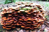一丛蘑菇图片(11张)