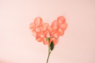 粉色玫瑰花和花瓣图片(16张)