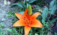 艳丽的橙色百合花图片(11张)